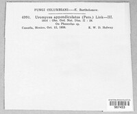 Uromyces appendiculatus image